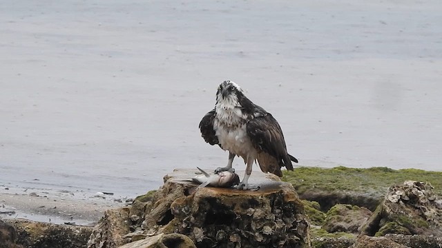 Balbuzard pêcheur - ML612534091