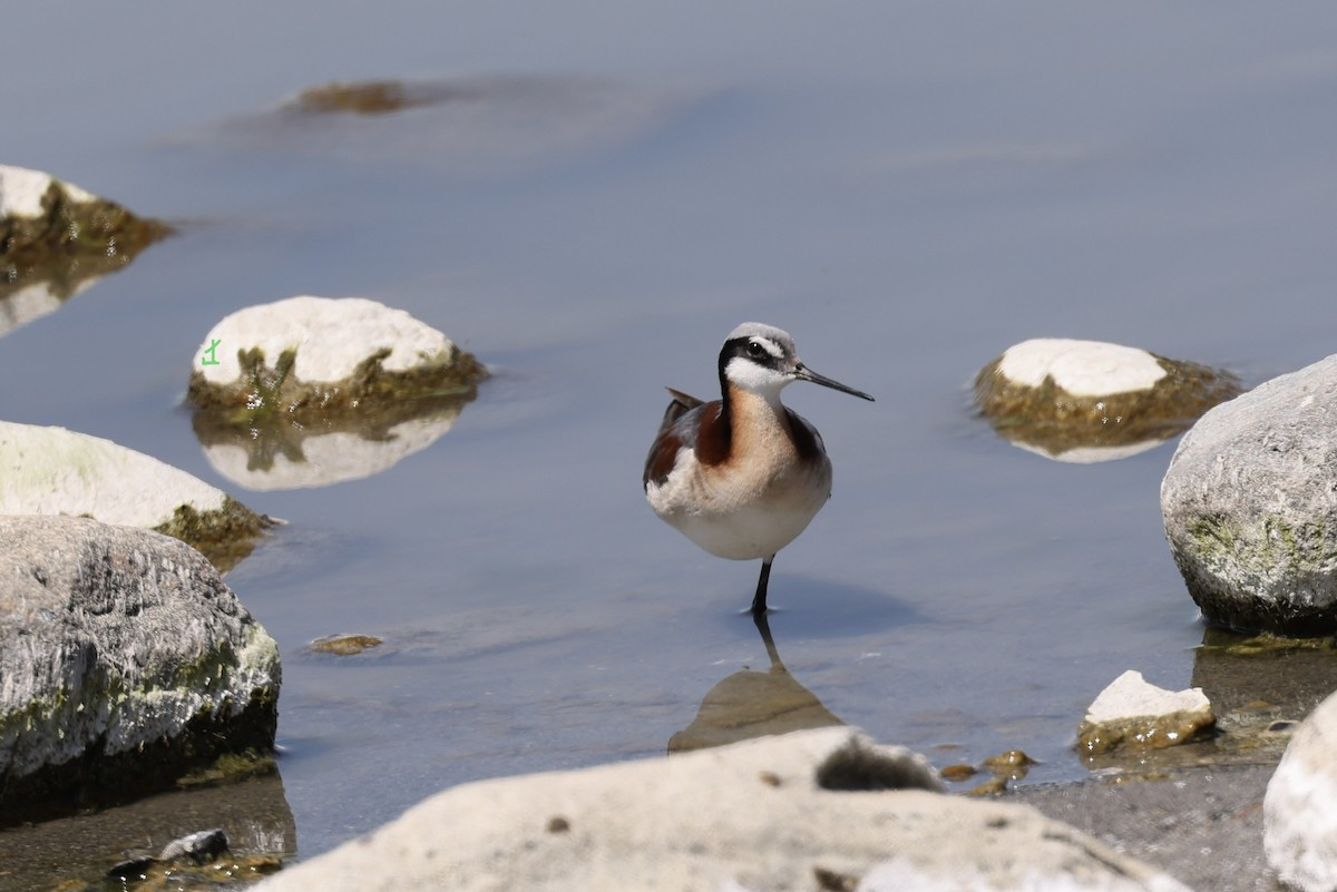 Wilson's Phalarope - ML612534158