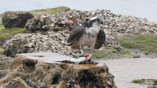 Balbuzard pêcheur - ML612534211