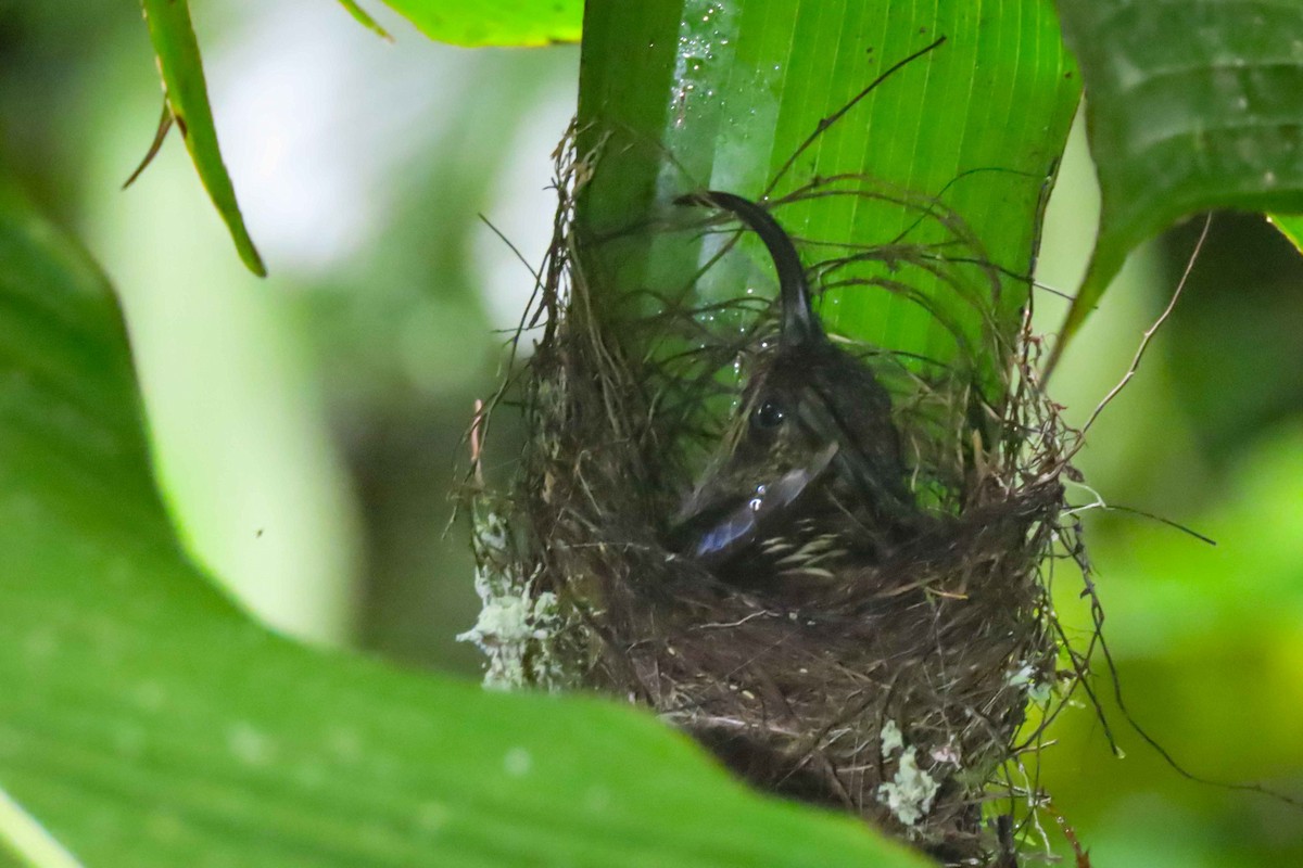 White-tipped Sicklebill - ML612534247