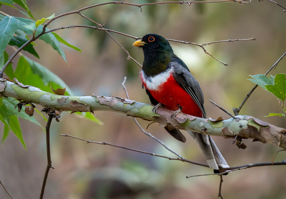 Elegant Trogon (Coppery-tailed) - Forest Botial-Jarvis