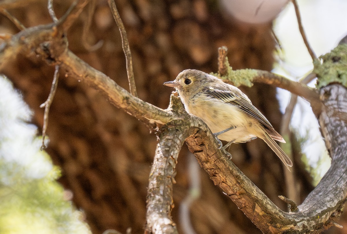 Hutton's Vireo (Interior) - Forest Botial-Jarvis