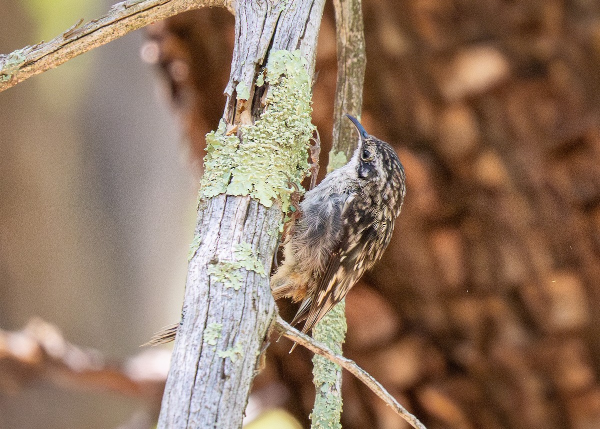 Brown Creeper (albescens/alticola) - Forest Botial-Jarvis