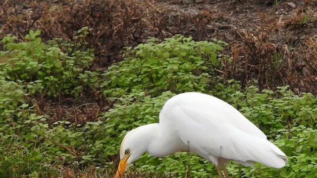 Western Cattle Egret - ML612534445