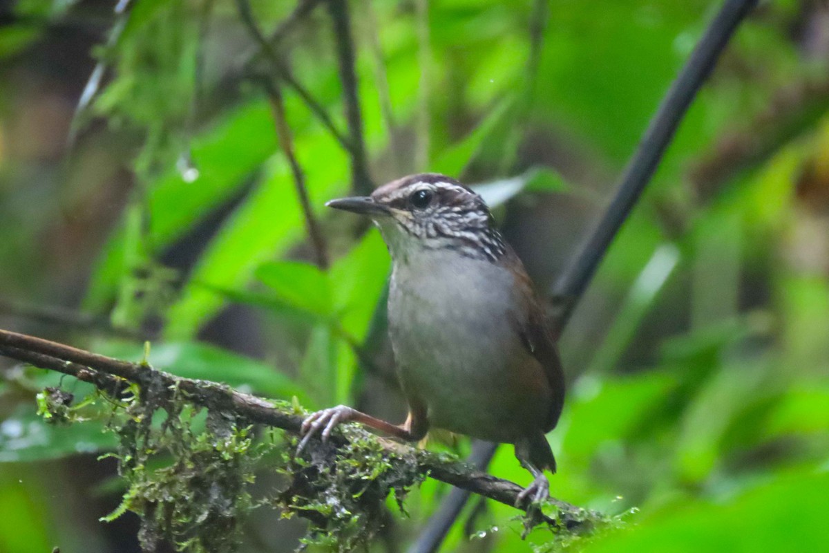 Gray-breasted Wood-Wren - ML612534517