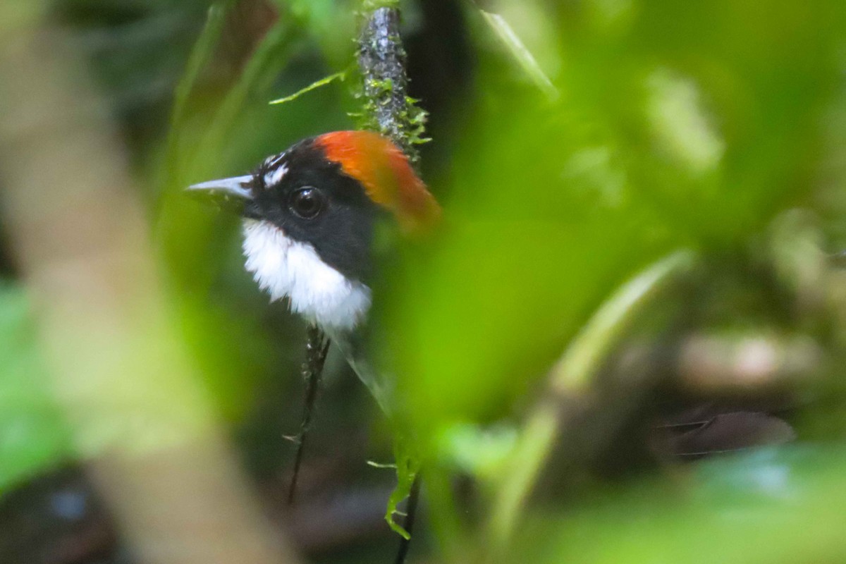 Chestnut-capped Brushfinch - ML612534529