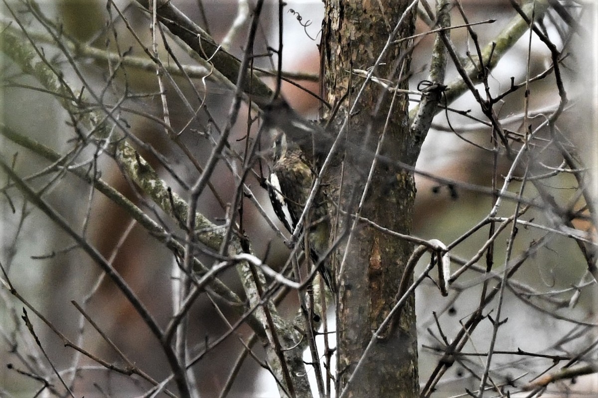 Yellow-bellied Sapsucker - ML612534554