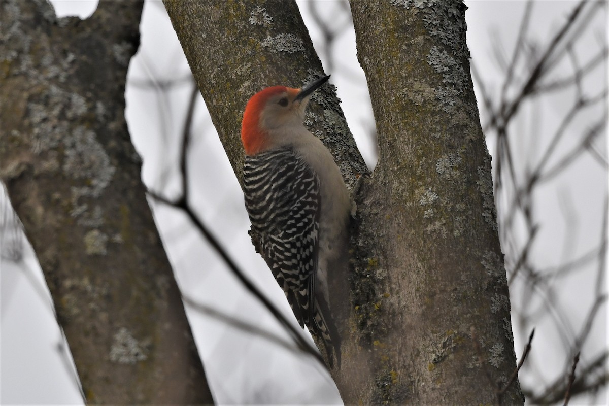 Red-bellied Woodpecker - ML612534571