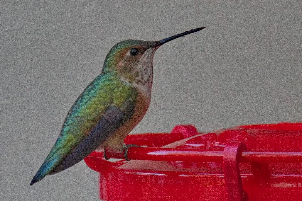 Rufous Hummingbird - ML612534593