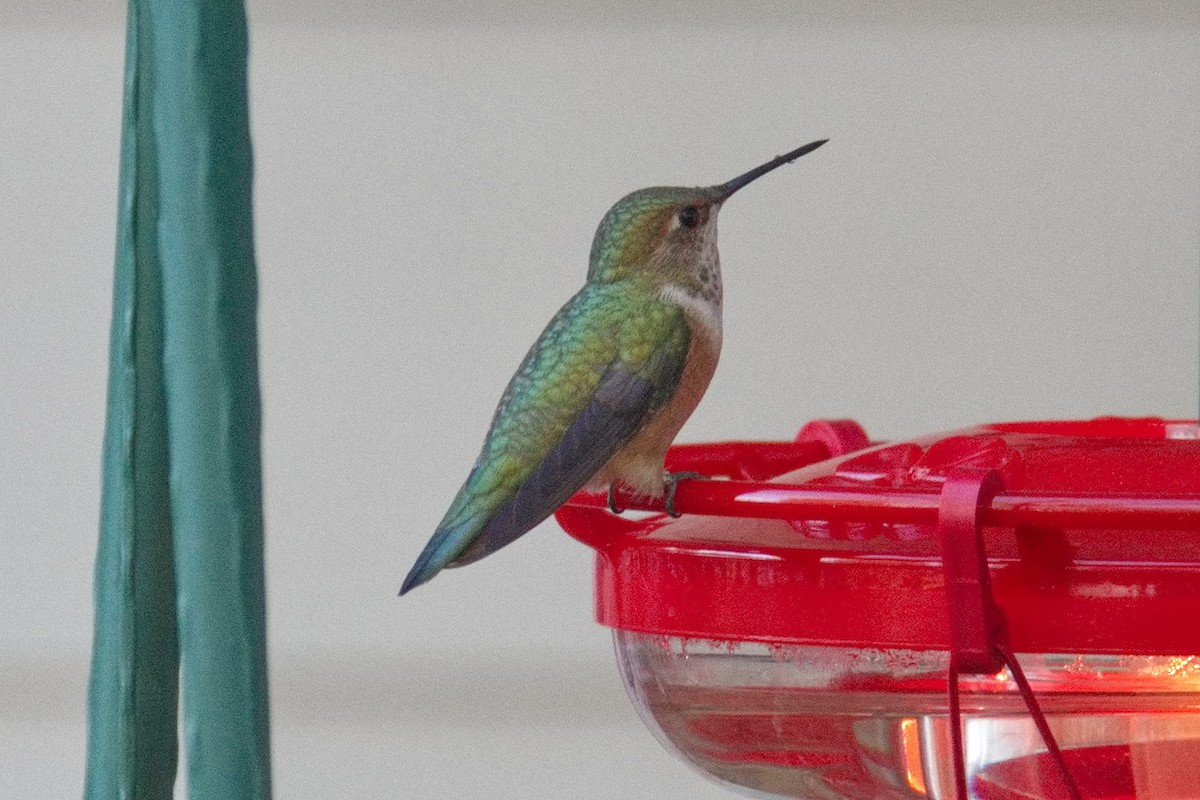 Rufous Hummingbird - ML612534594