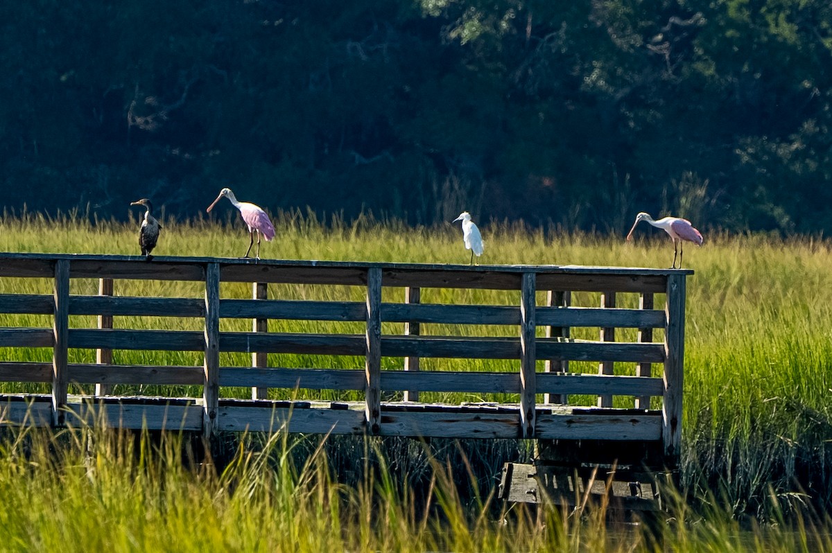 Roseate Spoonbill - Colton Mulligan