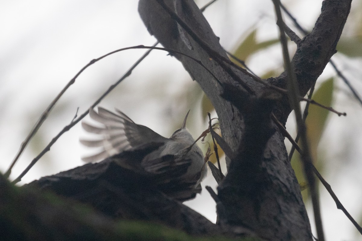 Eurasian Treecreeper - ML612534659