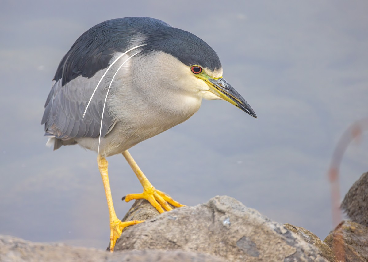 Black-crowned Night Heron - ML612534660