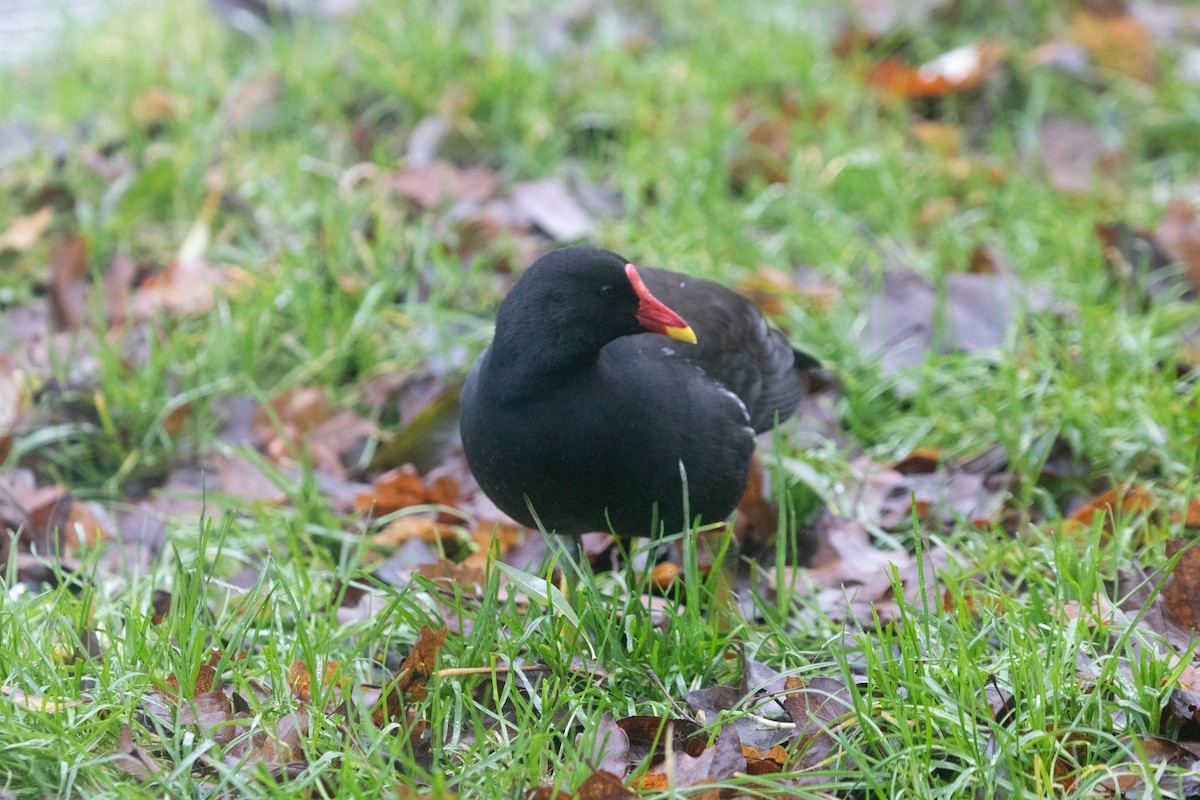 Eurasian Moorhen - ML612534687