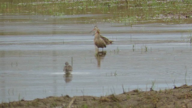 Marbled Godwit - ML612534711