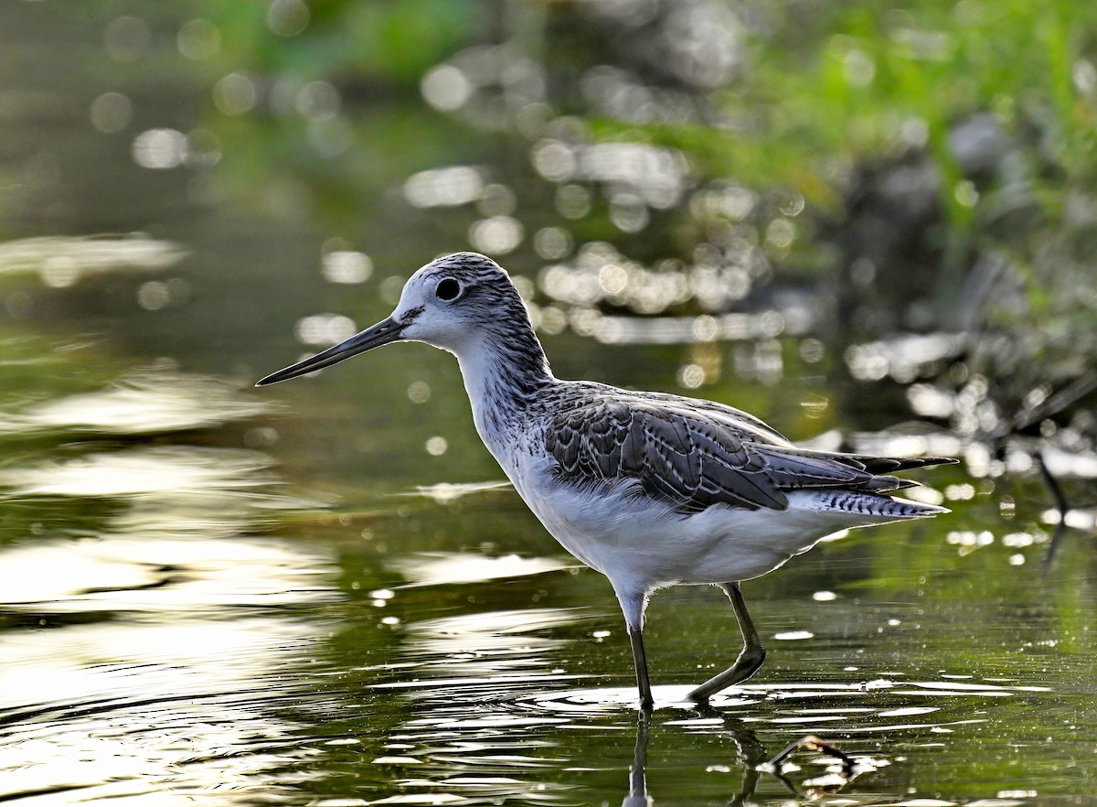 Common Greenshank - ML612534765