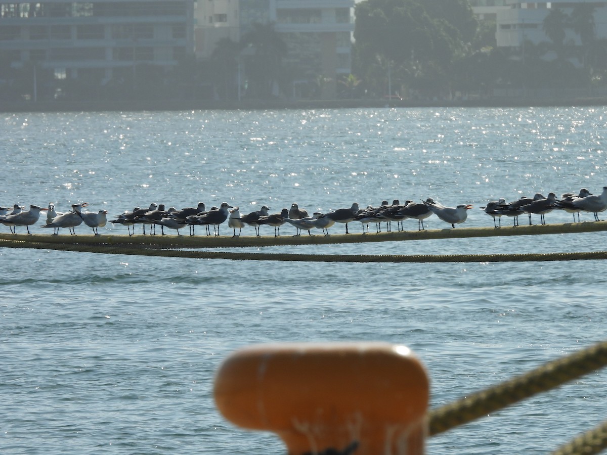 Gaviota Guanaguanare - ML612534832