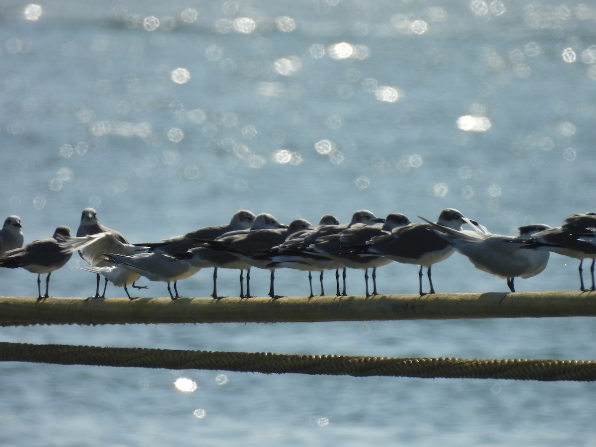 Mouette atricille - ML612534849