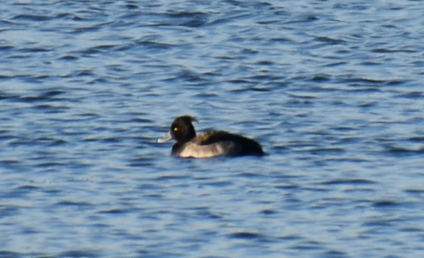 Tufted Duck - ML612534880