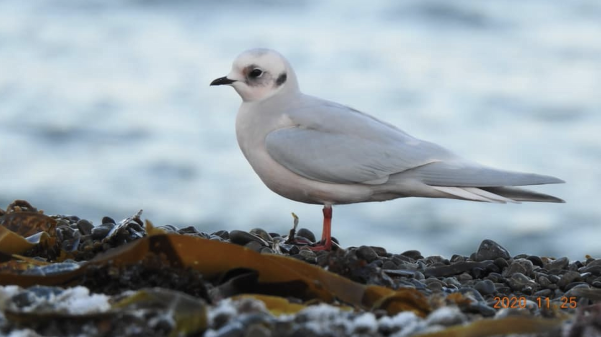 Ross's Gull - ML612534938