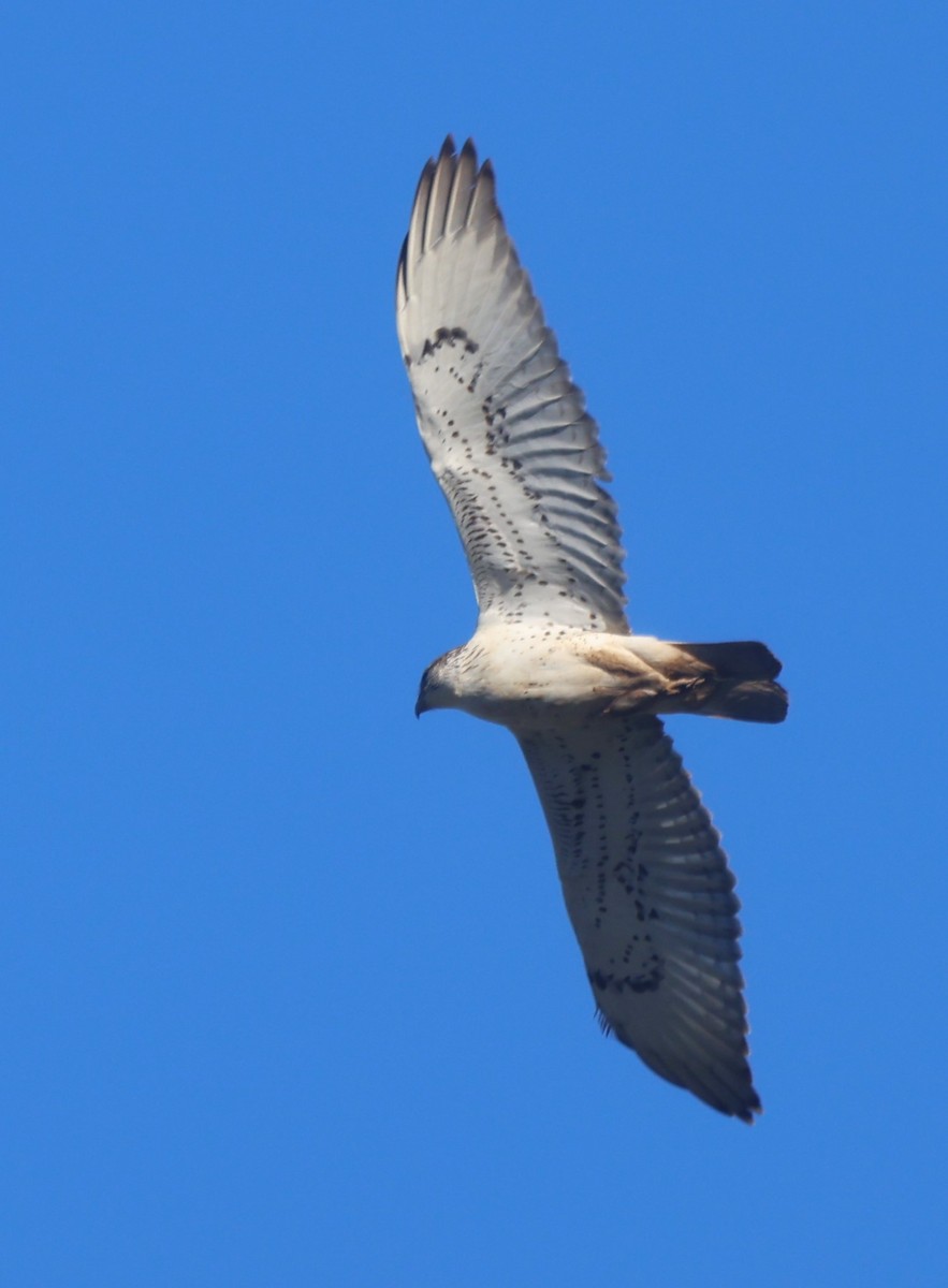 Ferruginous Hawk - Robert Keiffer