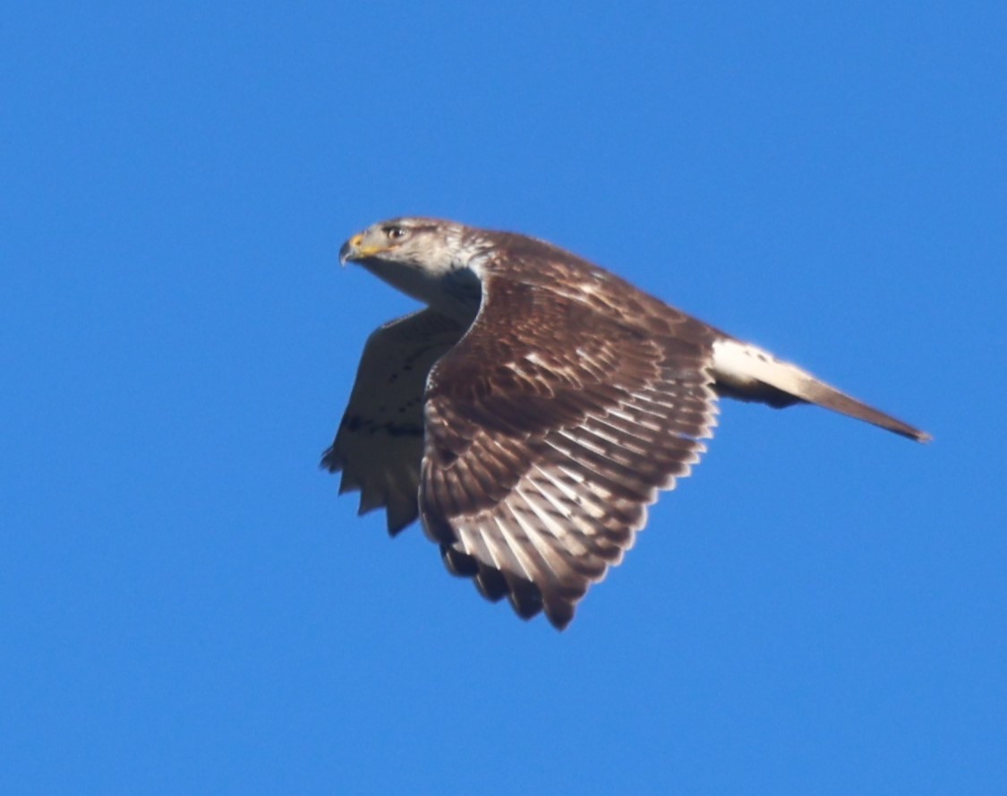 Ferruginous Hawk - Robert Keiffer