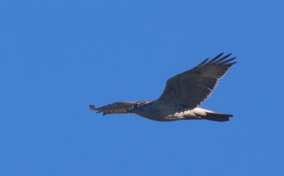 Ferruginous Hawk - ML612534957