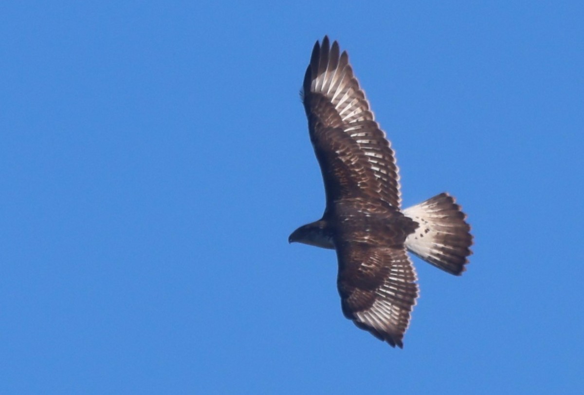 Ferruginous Hawk - Robert Keiffer