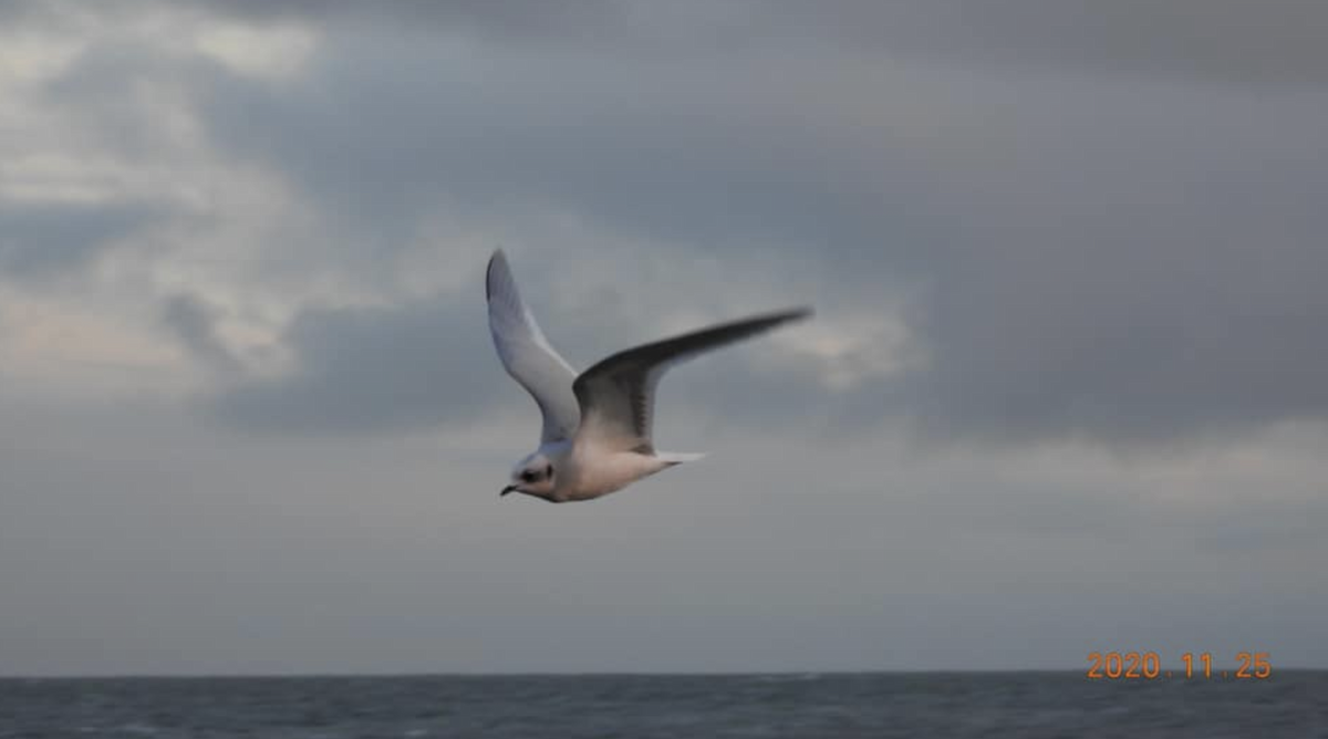 Ross's Gull - ML612534966