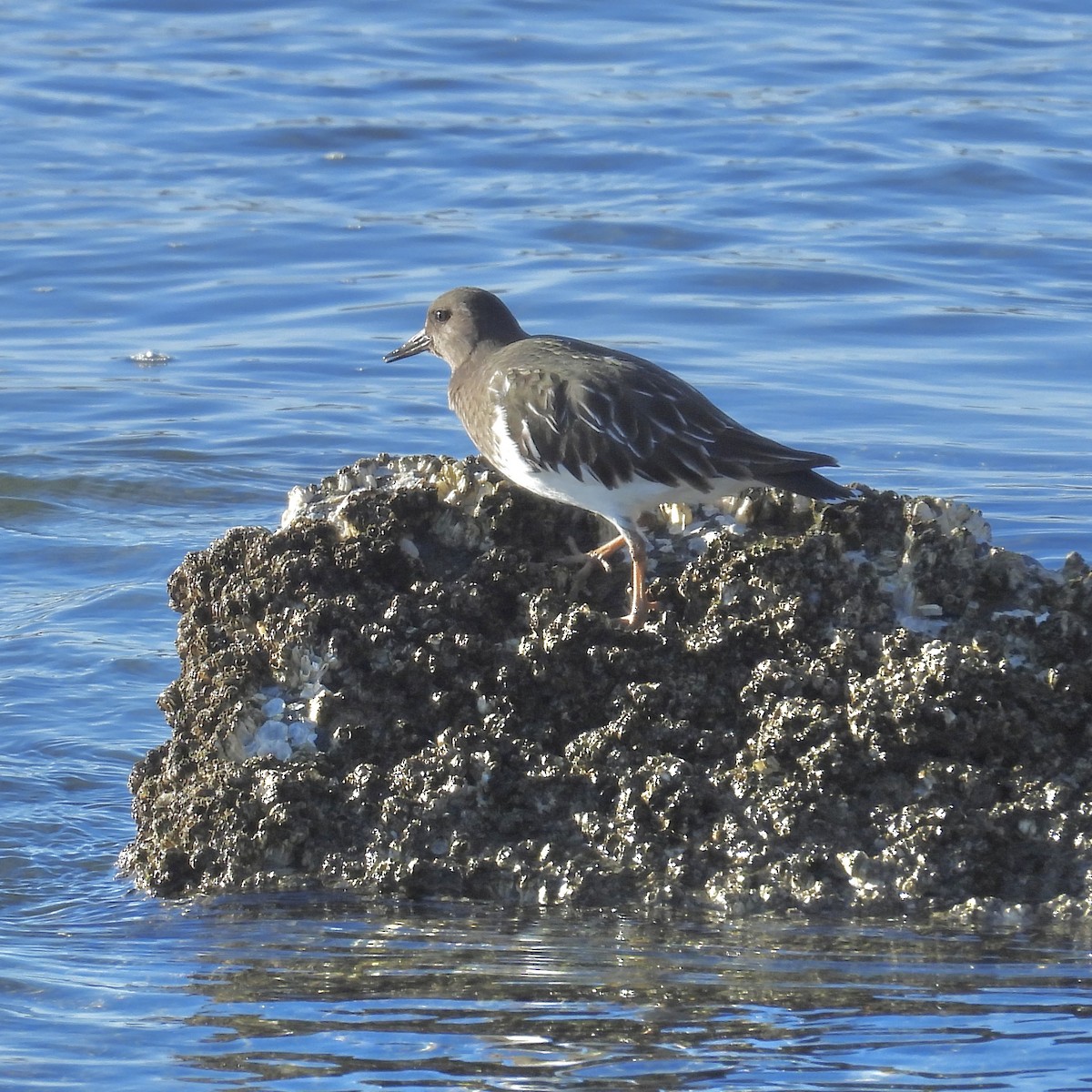 Black Turnstone - Lalla Pudewell