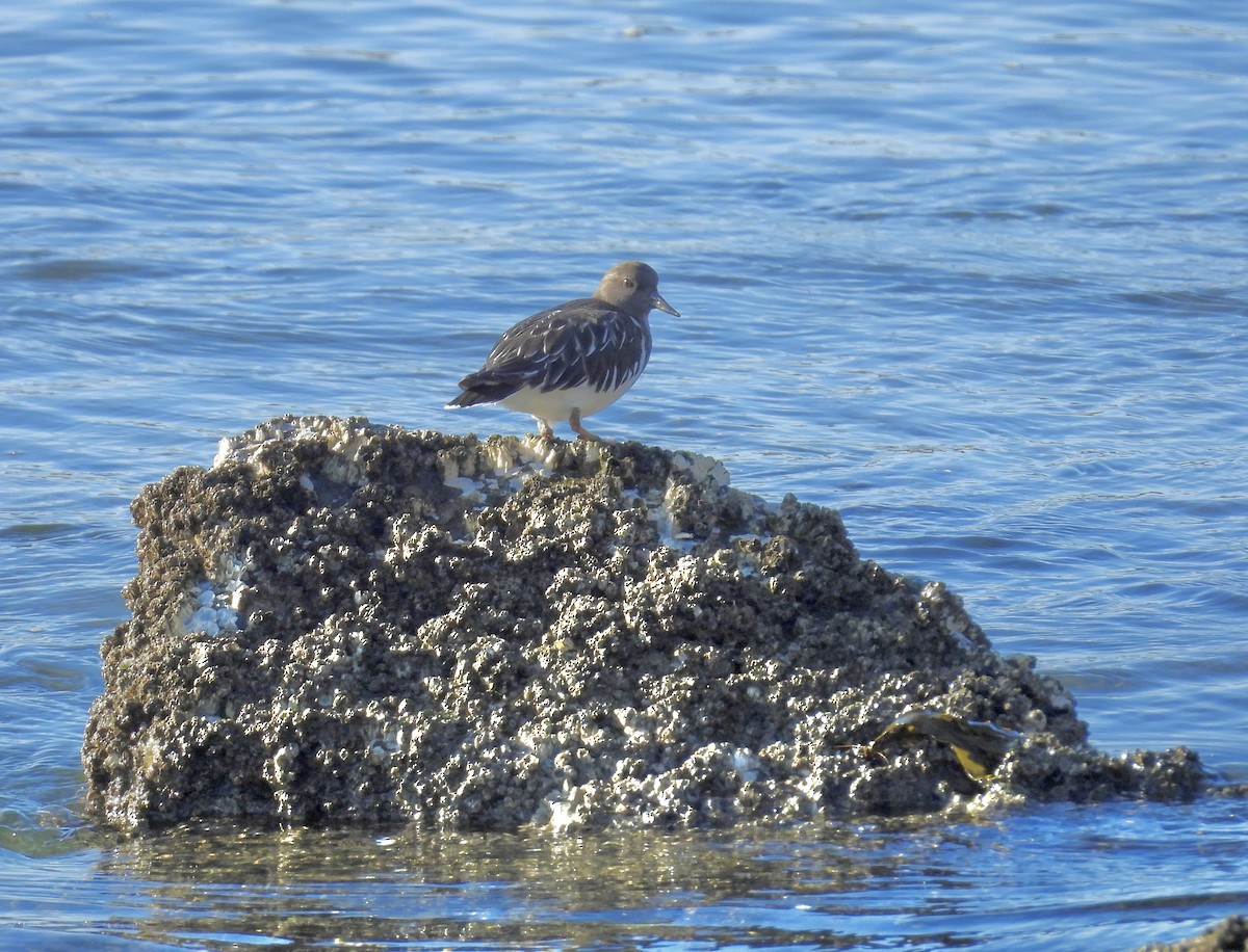 Black Turnstone - Lalla Pudewell