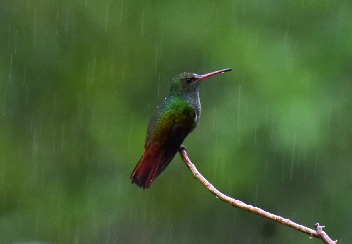 Rufous-tailed Hummingbird - Andrea McFall