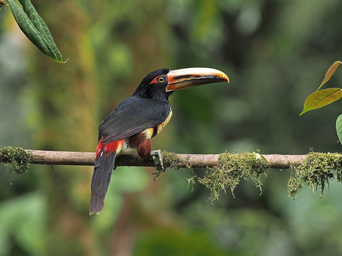 Collared Aracari (Pale-mandibled) - ML612535170