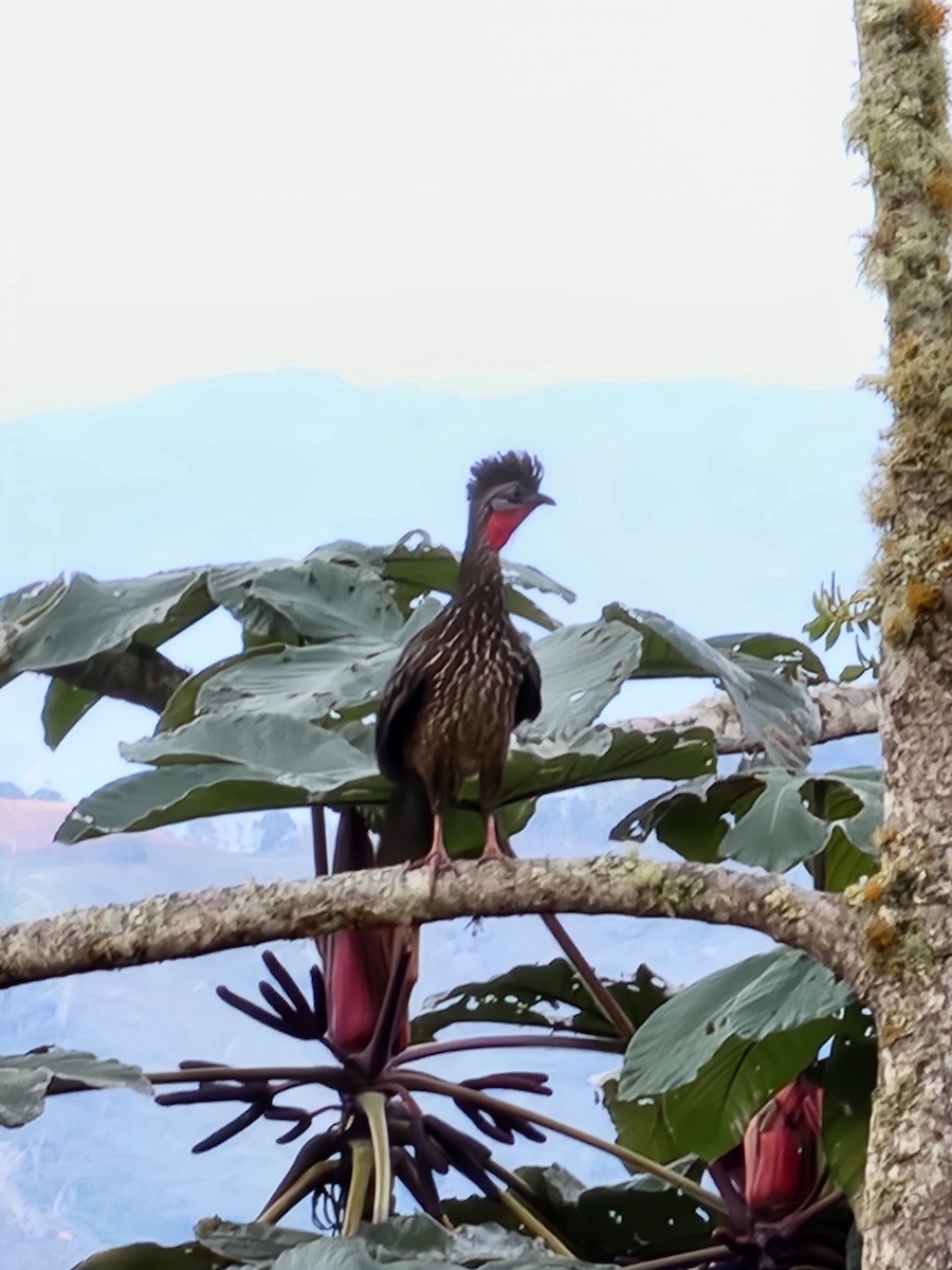 Band-tailed Guan - Diego López
