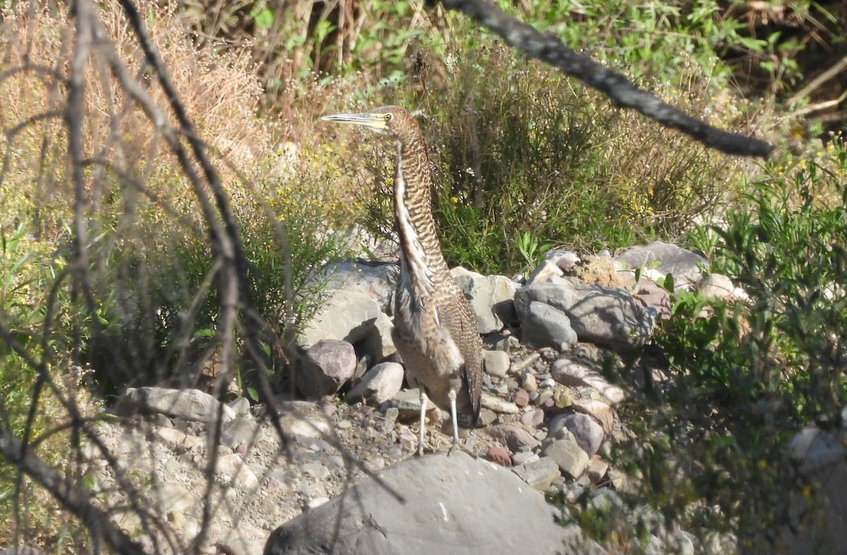 Fasciated Tiger-Heron - ML612535257