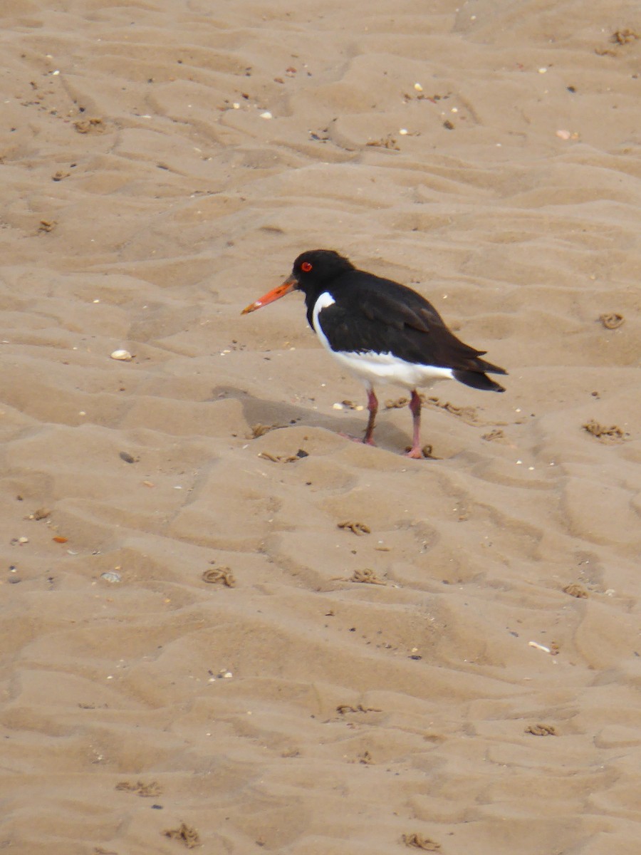 Eurasian Oystercatcher - ML612535262