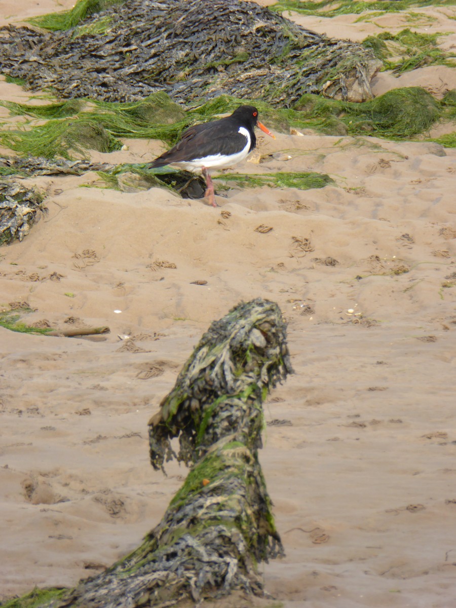 Eurasian Oystercatcher - ML612535263