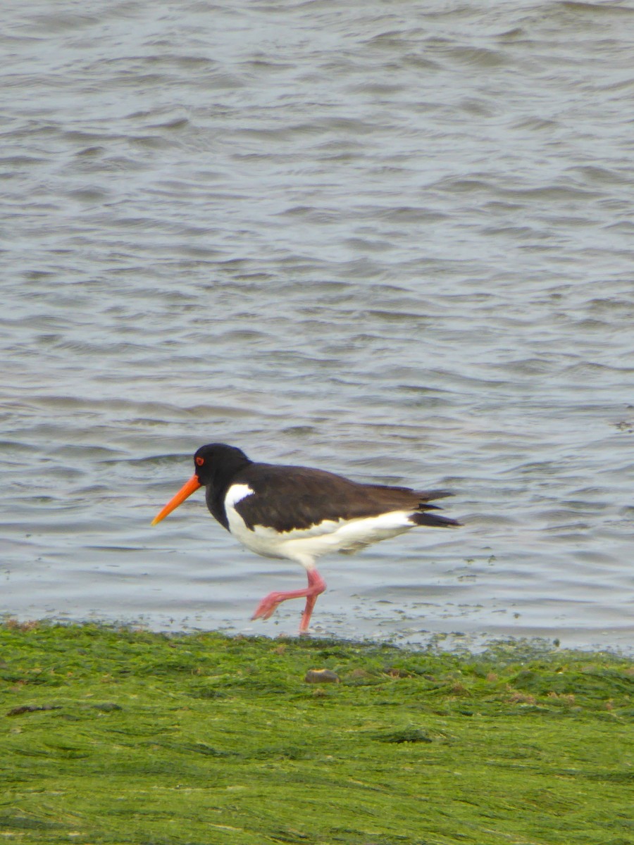 Eurasian Oystercatcher - ML612535265