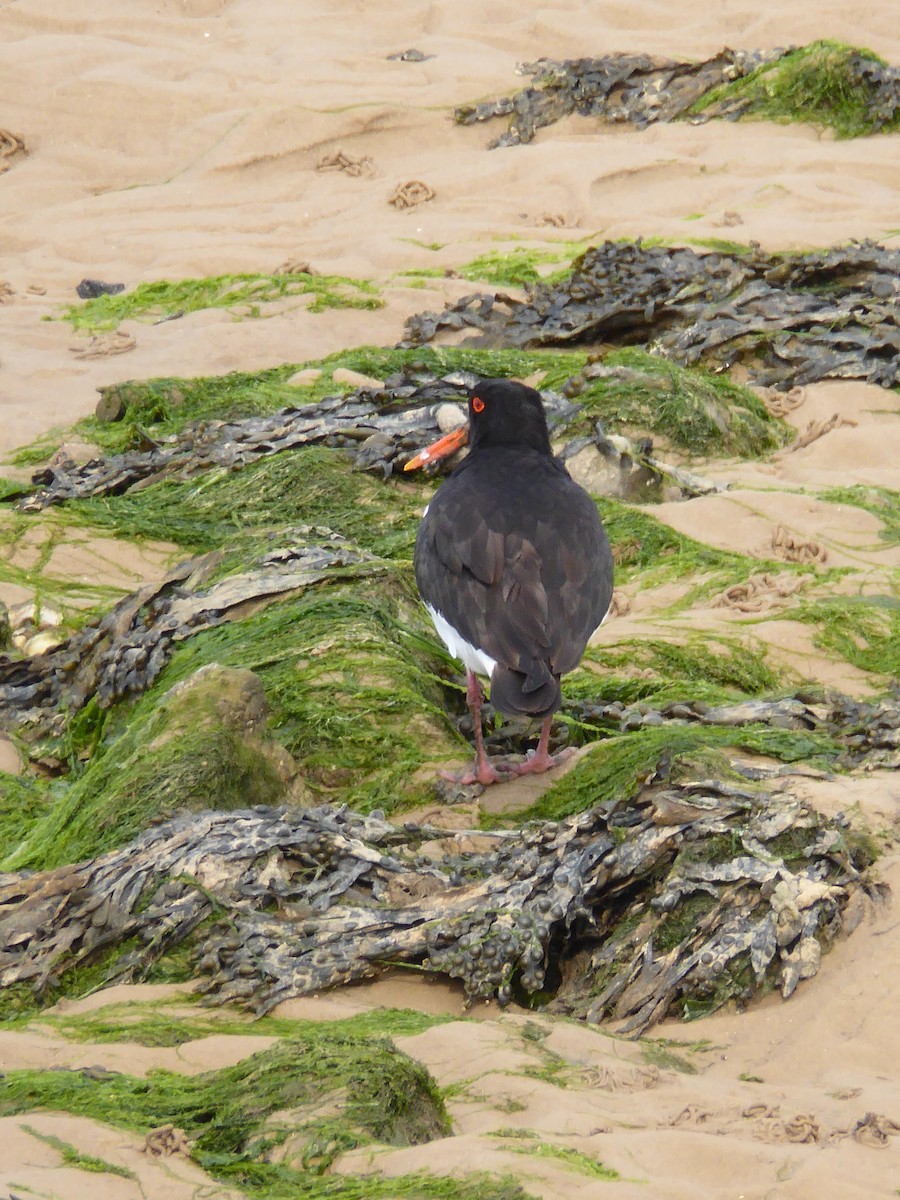 Eurasian Oystercatcher - ML612535266