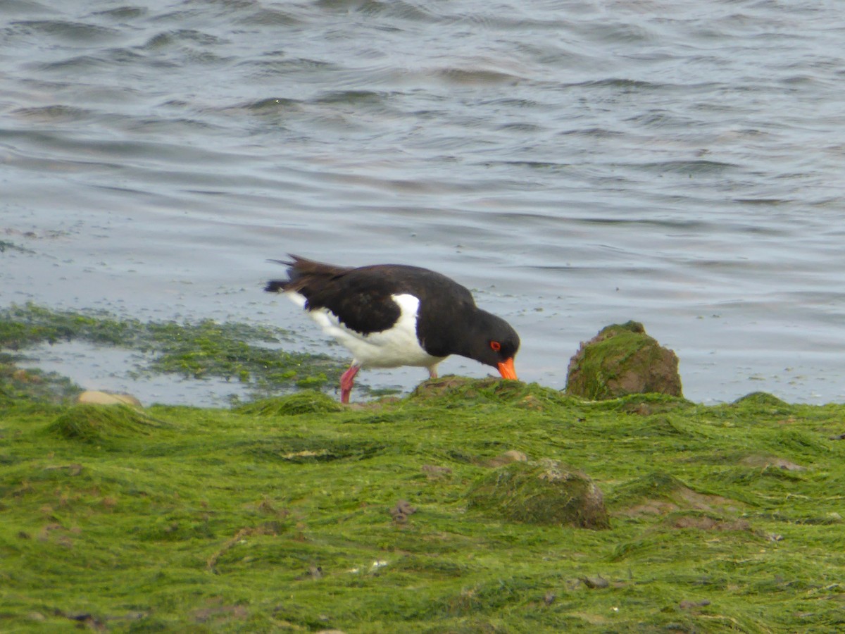 Eurasian Oystercatcher - ML612535267