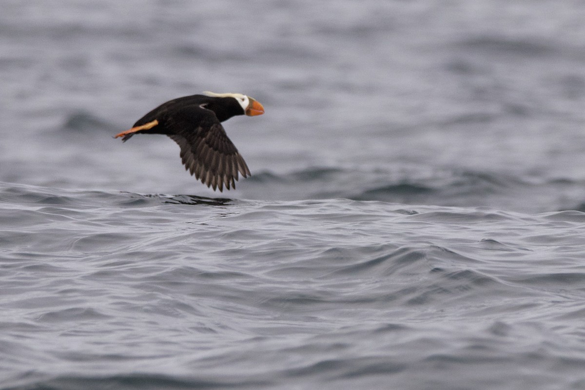 Tufted Puffin - Jack McDonough