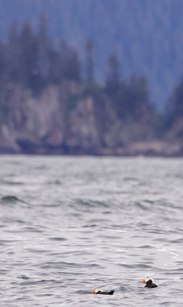 Tufted Puffin - Jack McDonough