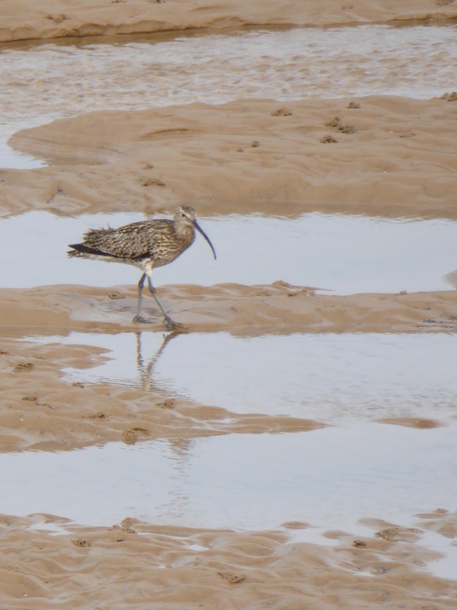 Eurasian Curlew - ML612535355