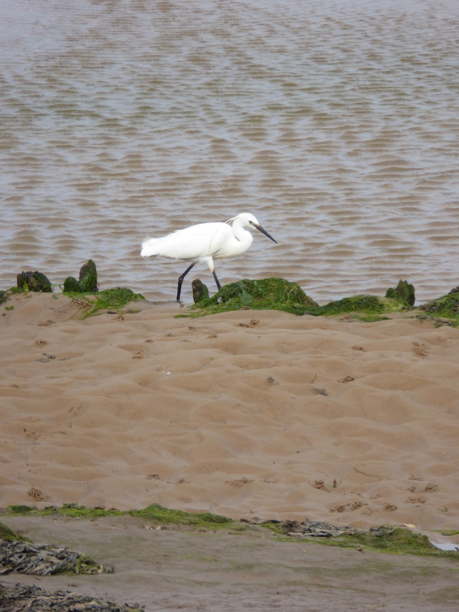 Little Egret - ML612535382