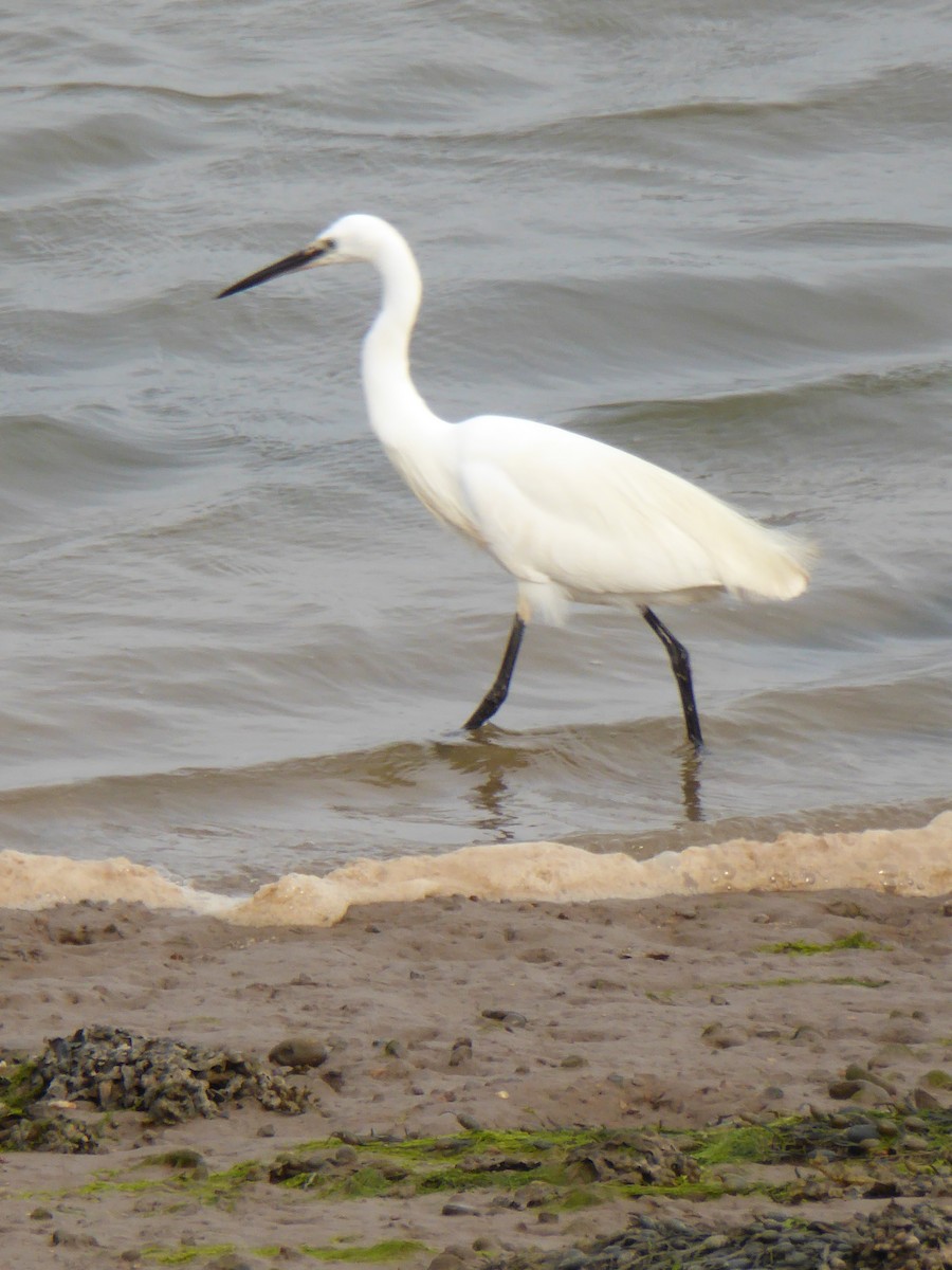 Little Egret - ML612535383