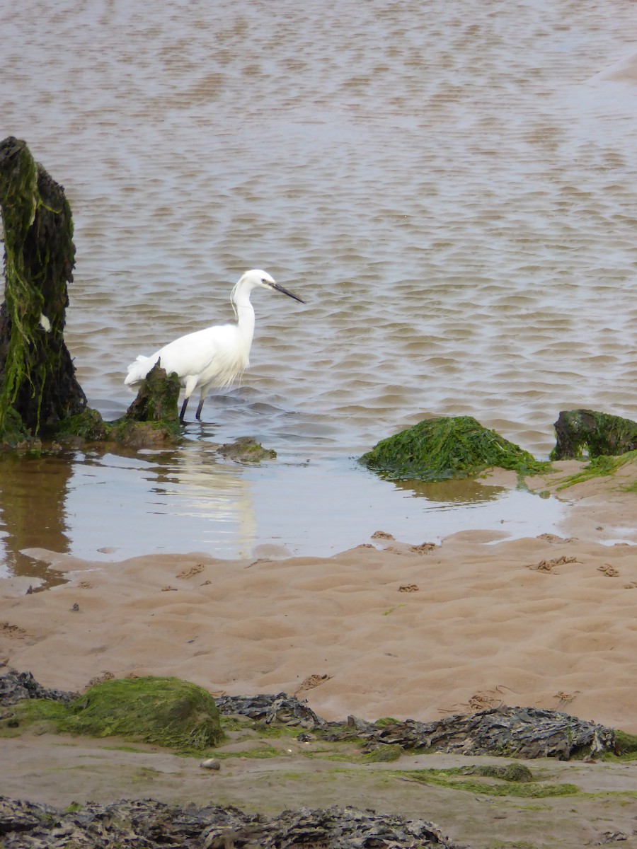 Little Egret - ML612535384