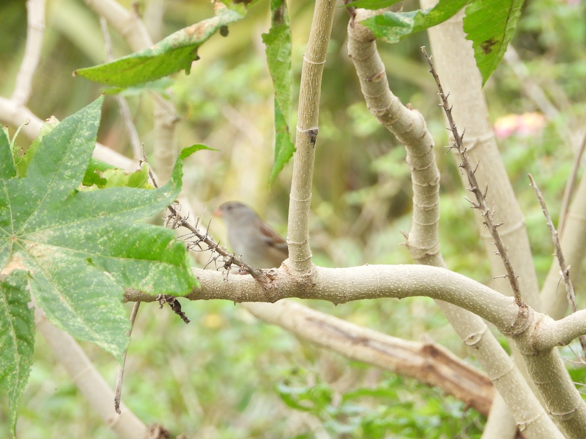 White-crowned Sparrow - ML612535405