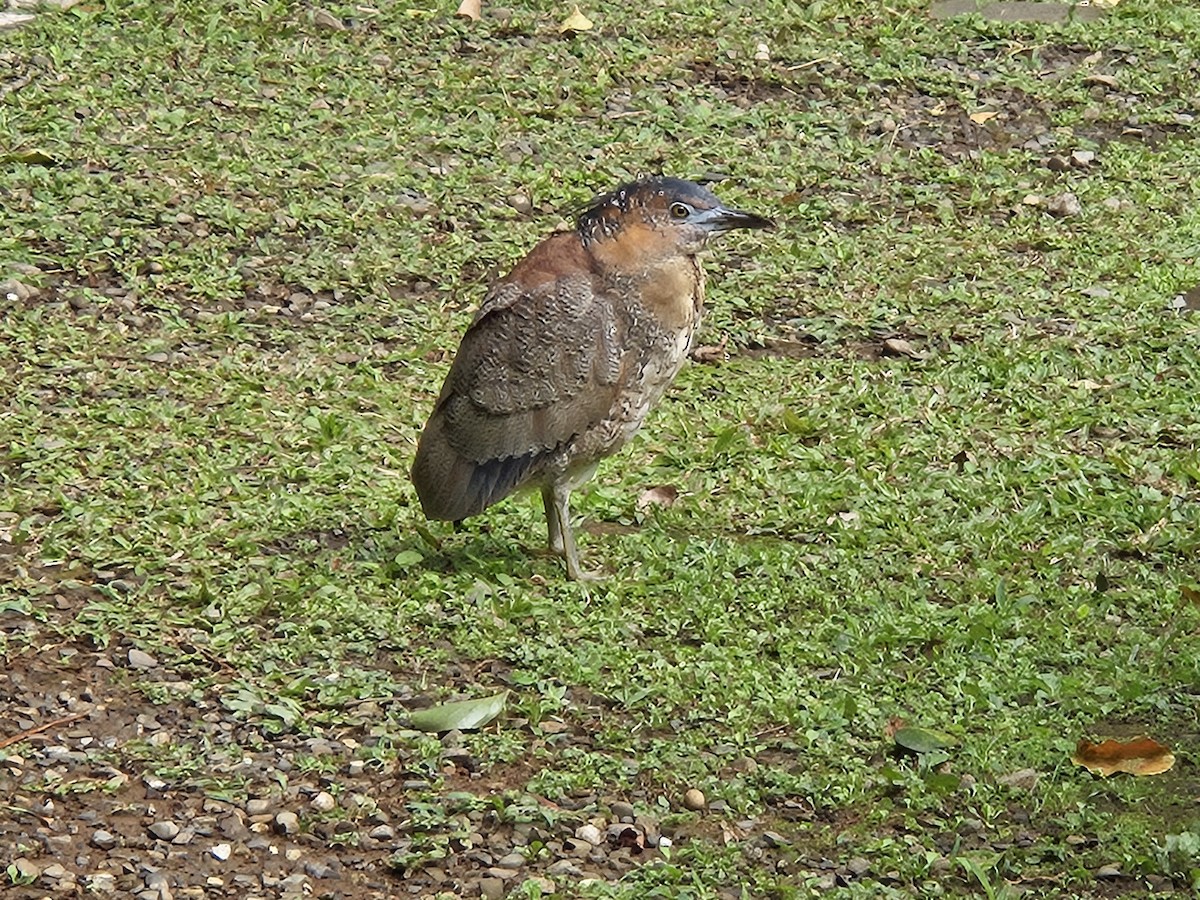 Malayan Night Heron - ML612535411