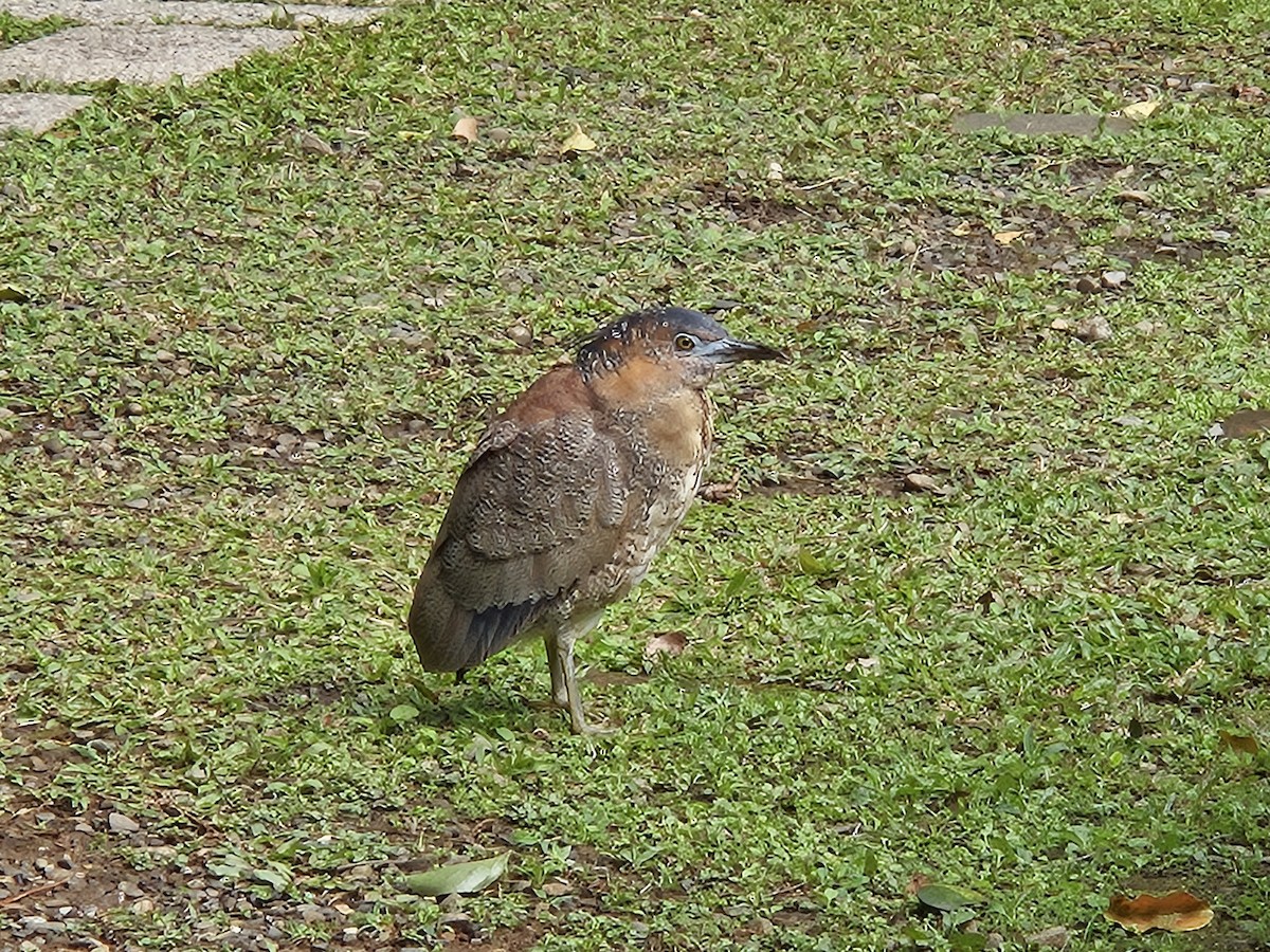 Malayan Night Heron - ML612535412