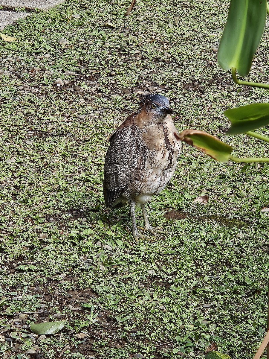 Malayan Night Heron - ML612535413